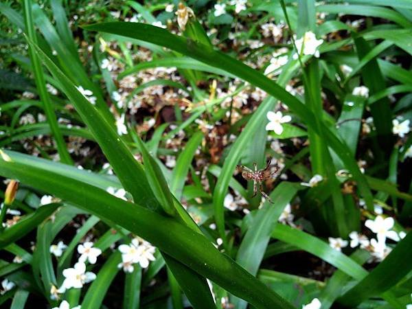 虎頭山公園爬山賞花 (10).jpg