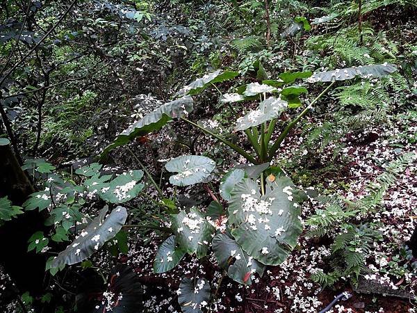 虎頭山公園爬山賞花 (13).jpg