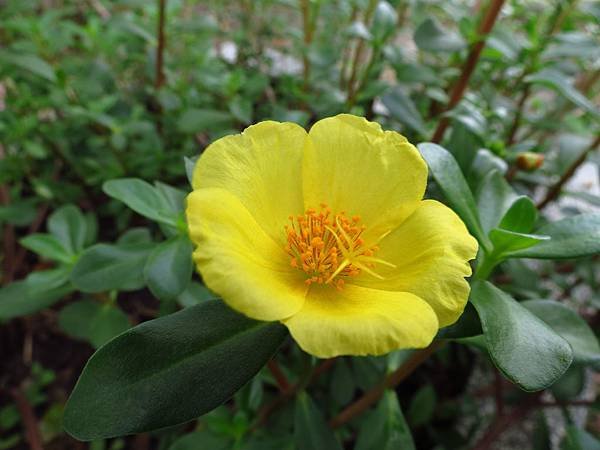 虎頭山公園爬山賞花 (19).JPG