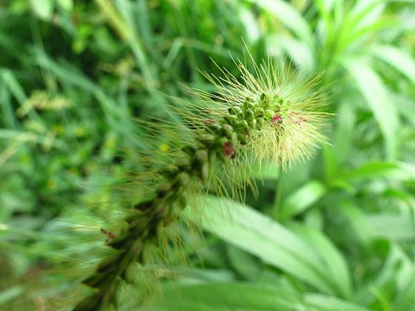 虎頭山公園爬山賞花 (23).JPG