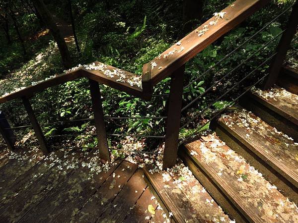 虎頭山公園爬山賞花 (29).JPG