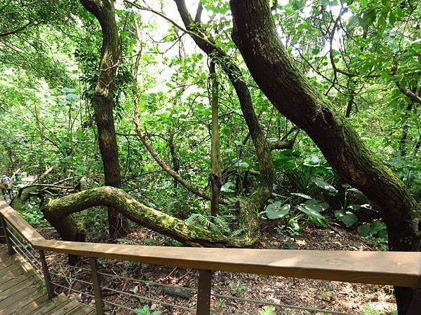 虎頭山公園爬山賞花 (31).JPG