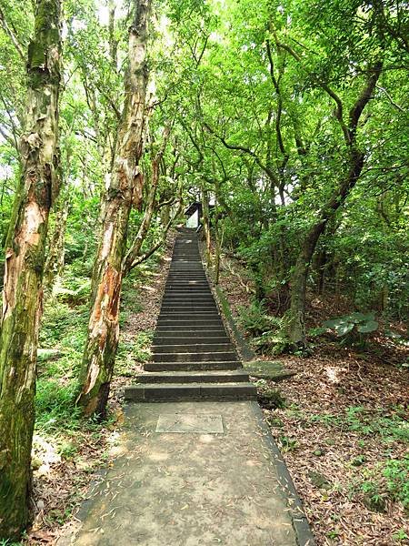 虎頭山公園爬山賞花 (32).JPG