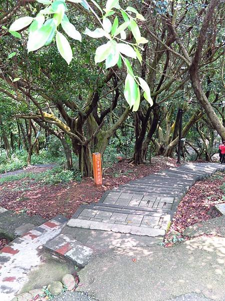 虎頭山公園爬山賞花 (34).JPG