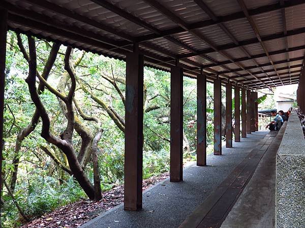 虎頭山公園爬山賞花 (35).JPG