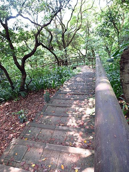 虎頭山公園爬山賞花 (42).JPG
