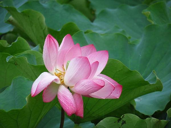 荷 (1).JPG