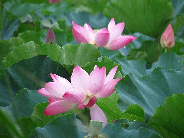 荷 (2).JPG
