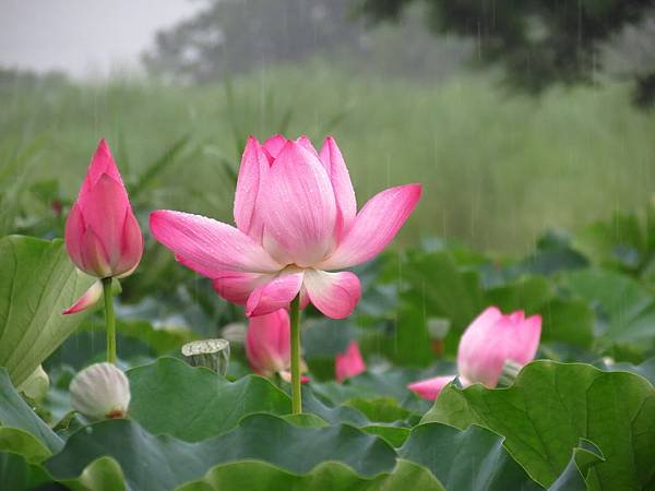 荷 (10).JPG