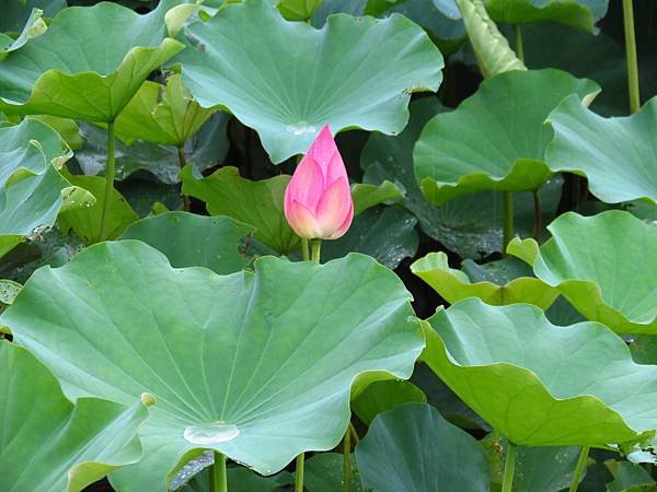 荷 (11).JPG