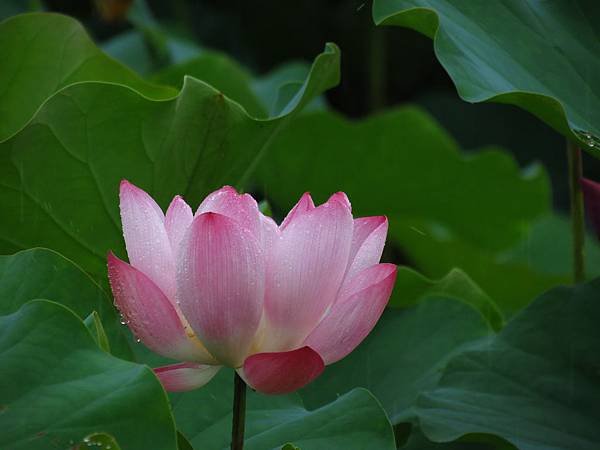 荷 (12).JPG
