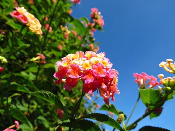 大溪埔頂公園 穗花棋盤腳花 (1).JPG