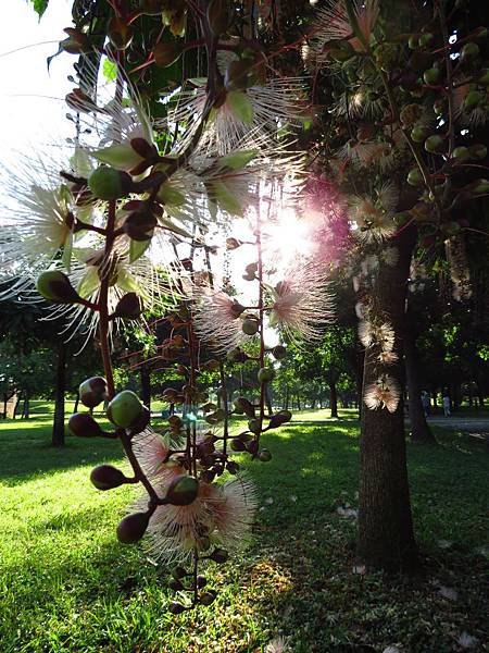 大溪埔頂公園 穗花棋盤腳花 (5).JPG