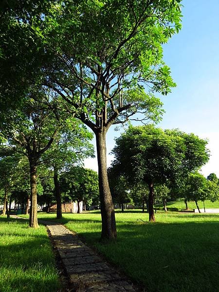 大溪埔頂公園 穗花棋盤腳花 (11).JPG