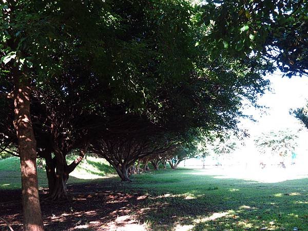 大溪埔頂公園 穗花棋盤腳花 (19).JPG