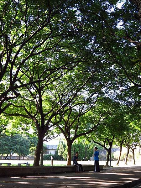 大溪埔頂公園 穗花棋盤腳花 (22).JPG