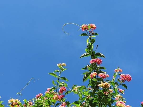 大溪埔頂公園 穗花棋盤腳花 (26).JPG