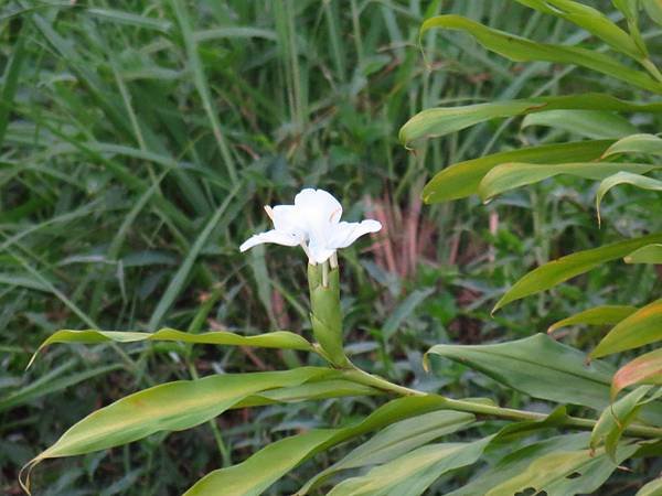三坑自然生態公園之亂槍打鳥 (14).JPG
