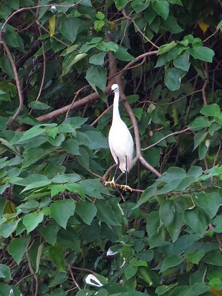 三坑自然生態公園之亂槍打鳥 (15).JPG