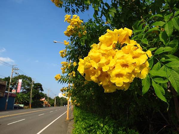 石園路上之黃鐘花 (2).JPG