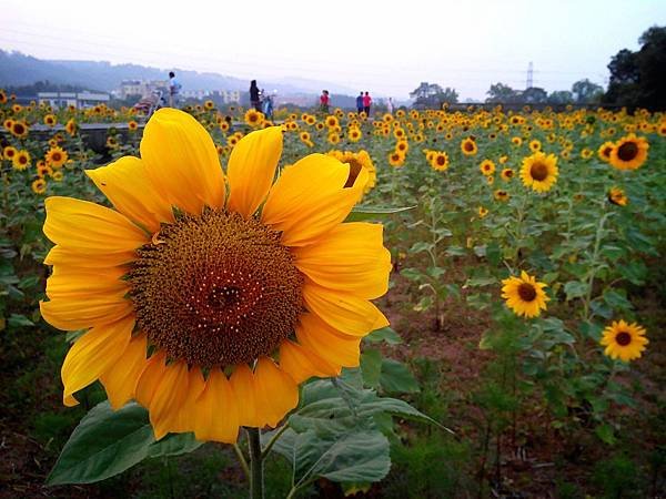 騎車賞花趣 (3).jpg