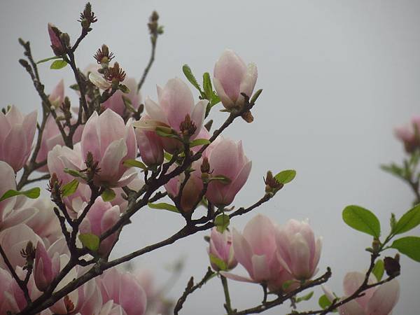 淡水楓樹湖賞木蓮花 (22).JPG