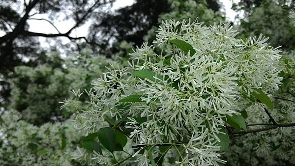 石管局大草坪流蘇盛開 (4).jpg