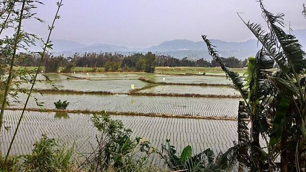 石管局大草坪流蘇盛開 (20).jpg
