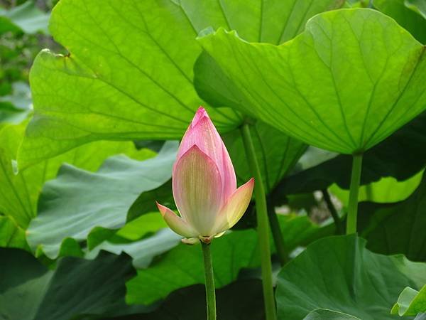 夏荷 (12).JPG