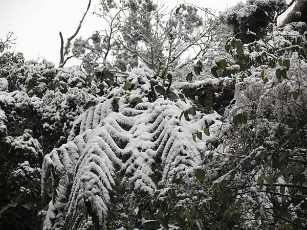 佛陀世界下雪了 (16).JPG