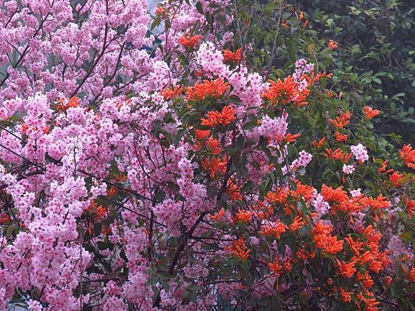 桃花園之河津櫻 (2).JPG