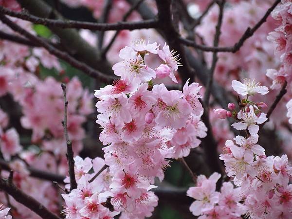 桃花園之河津櫻 (26).JPG