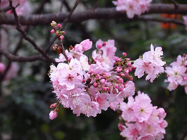 桃花園之河津櫻 (28).JPG