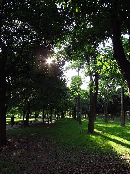 埔頂公園之穗花棋盤腳 (4).JPG