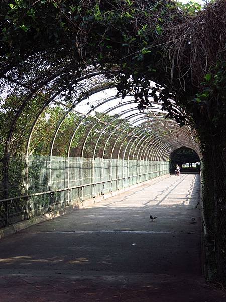 埔頂公園之穗花棋盤腳 (2).JPG
