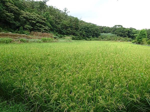 新月橋~工專路(逆騎) (20).jpg