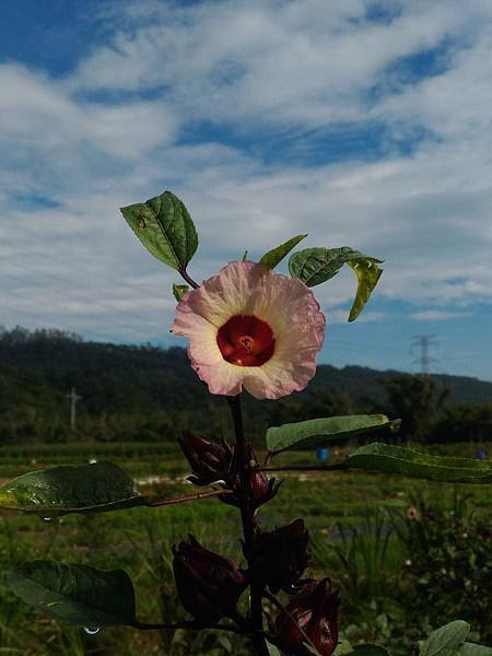 晨騎處處好風景 (27).jpg