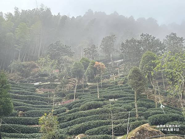 *溪頭美食/鹿谷鄉內湖村【現挖冬筍/高山蔬菜攤】超級無敵好吃