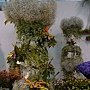 爭艷館 植物夢工廠64.JPG