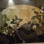 文化館花夢59.JPG