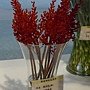 爭艷館 植物夢工廠7.JPG