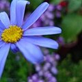 flower11.JPG