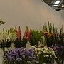 爭艷館 植物夢工廠12.JPG