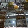 爭艷館 植物夢工廠40.JPG