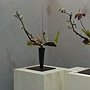 爭艷館 花藝競賽20.JPG