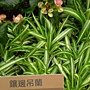 珍稀植物區鑲邊吊蘭.JPG