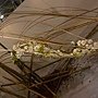 爭艷館 花藝競賽58.JPG