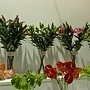 爭艷館 植物夢工廠10.JPG