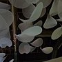 5-2花語廳 (3).JPG