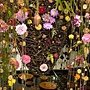 爭艷館 花藝競賽23.JPG